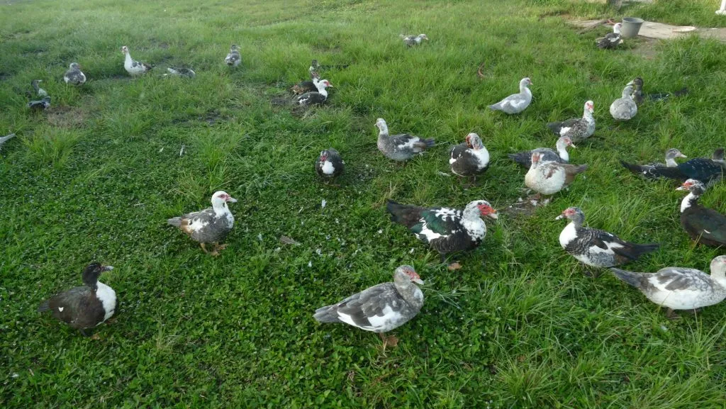 twack of muscovy ducks