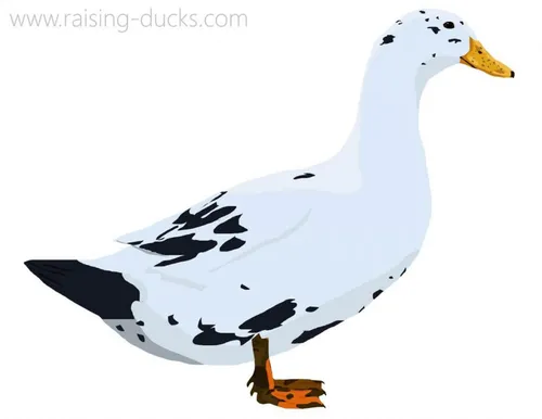 ancona duck graphic