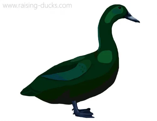 cayuga duck breed graphic