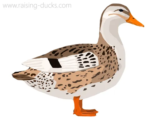 silver appleyard miniature duck breed