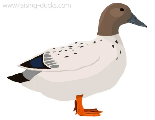 silver bantam duck breed