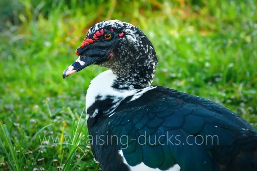 black adult male muscovy drake