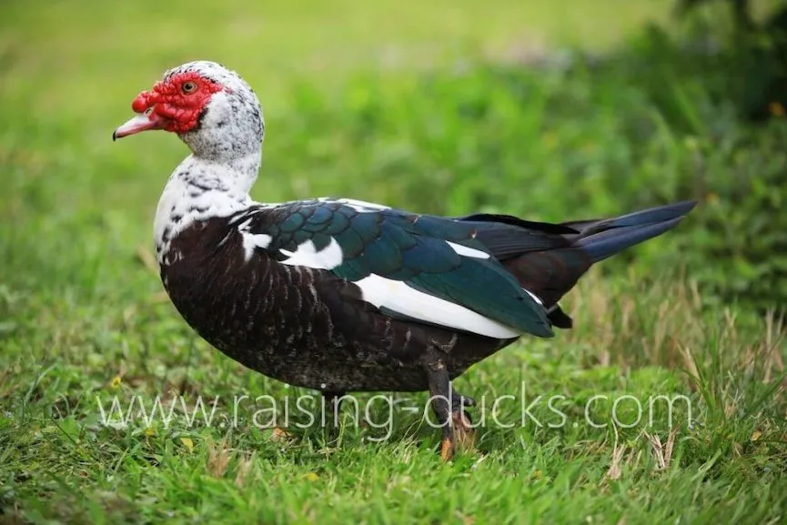 adult male muscovy drake