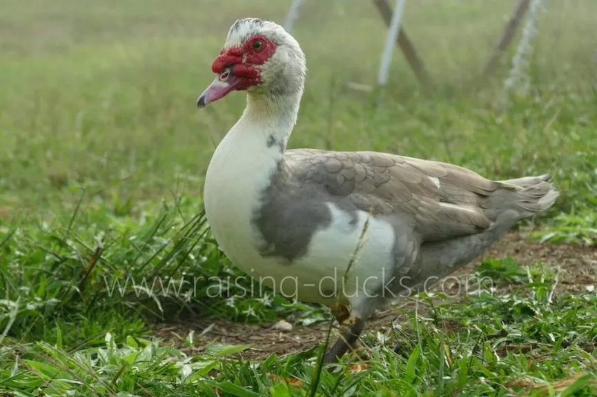 adult male muscovy drake walking in grass