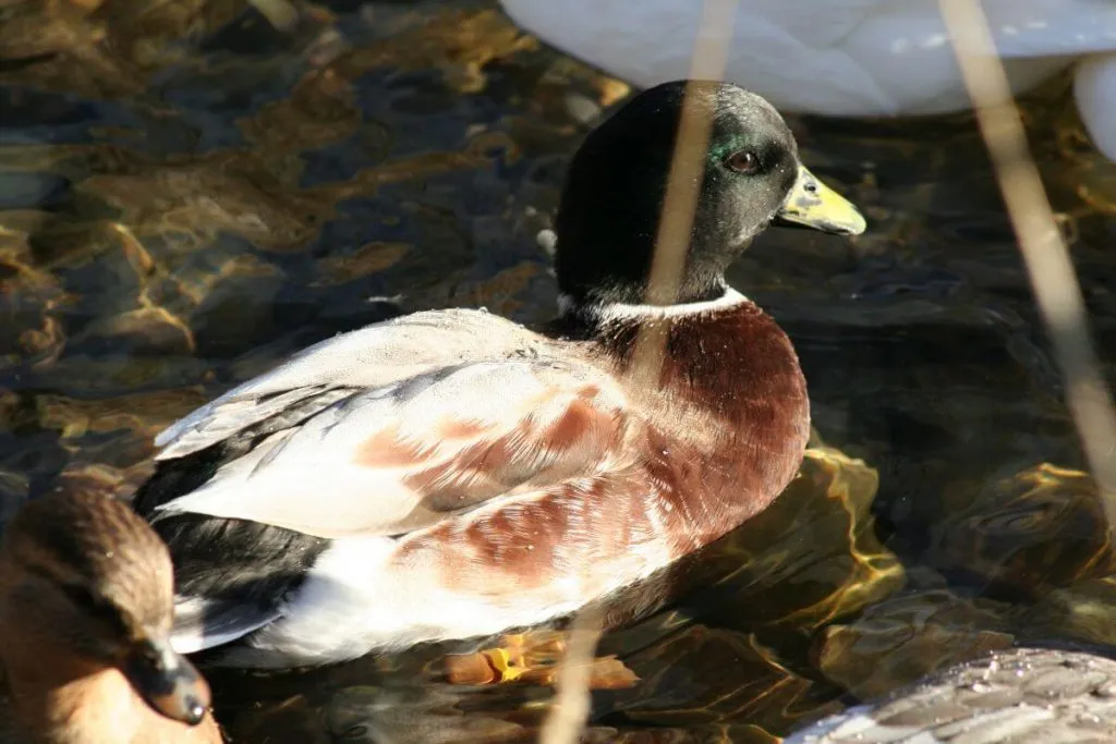 silverhead australian spotted duck