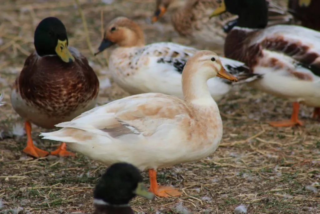 silverhead australian spotted duck