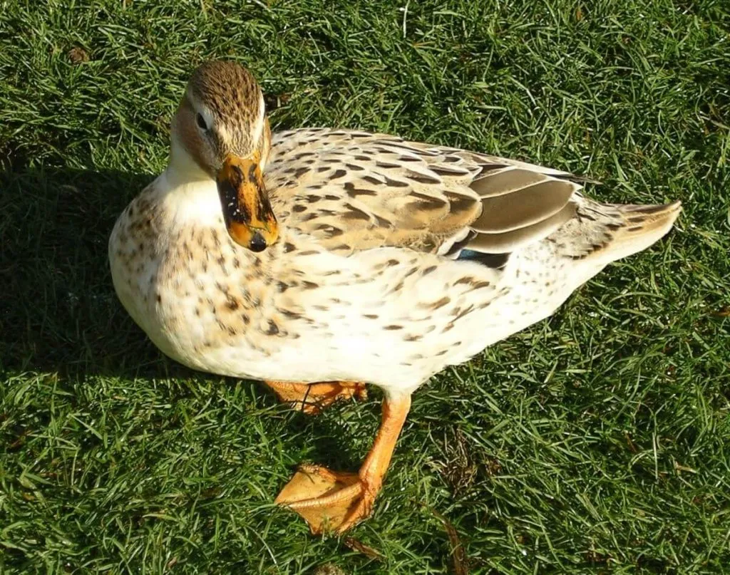 greenhead australian spotted duck