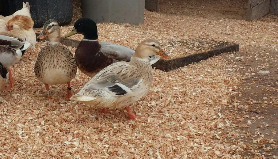 australian spotted duck breed characteristics