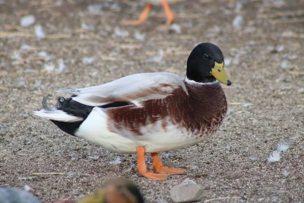 bluehead australian spotted drake