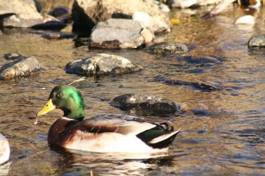 greenhead australian spotted drake