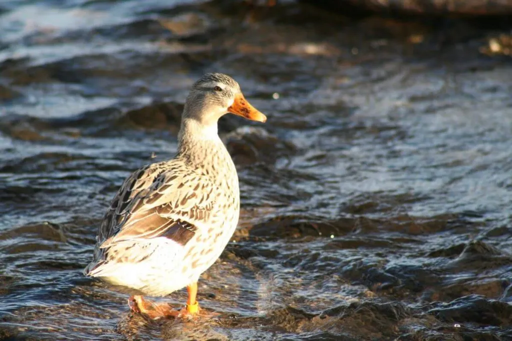 greenhead australian spotted duck