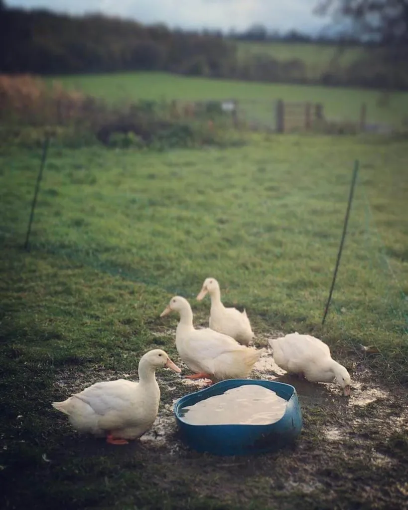 four aylesbury ducks playing in puddle