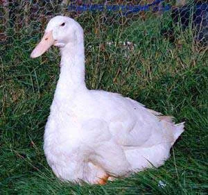 aylesbury duck