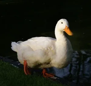 duck