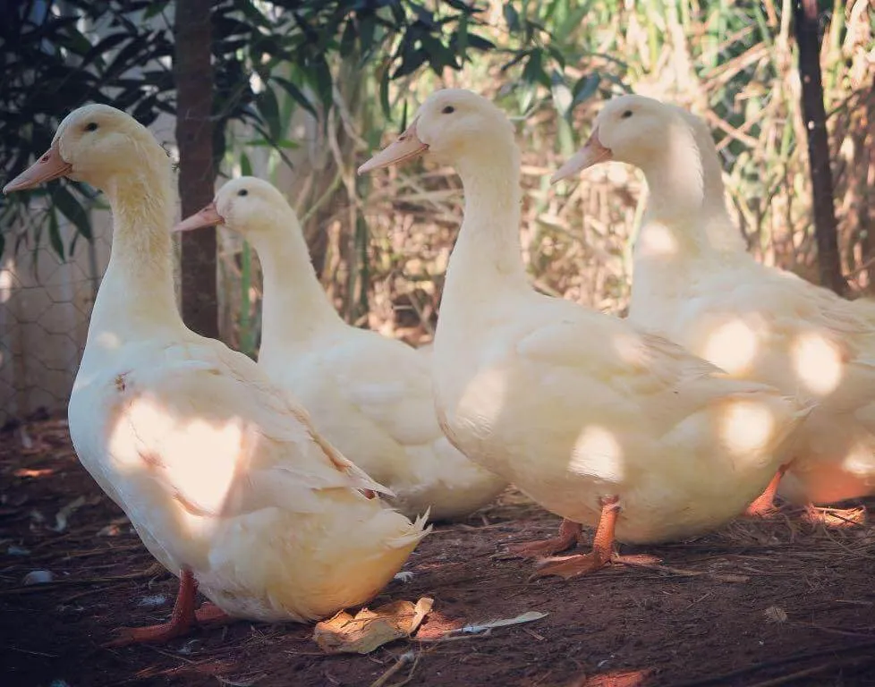 flock of aylesbury ducks