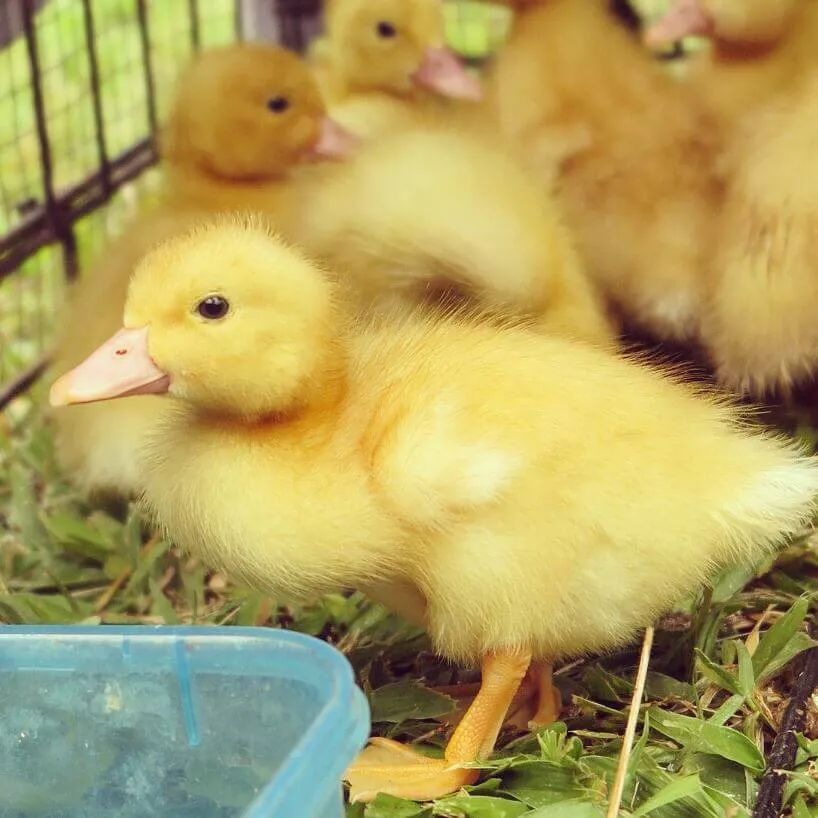 aylesbury ducklings