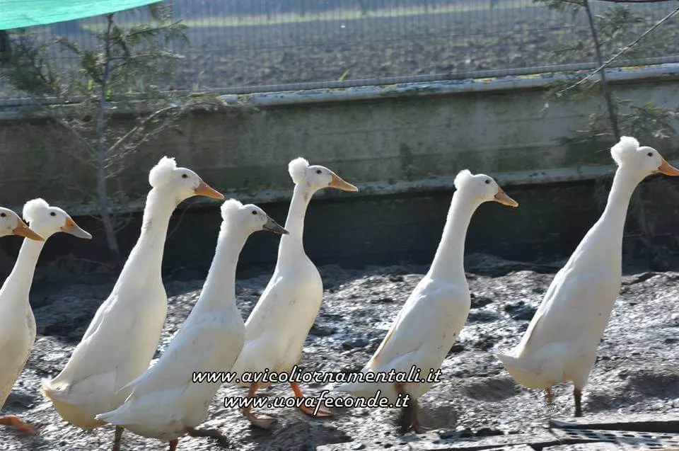 bali duck flock