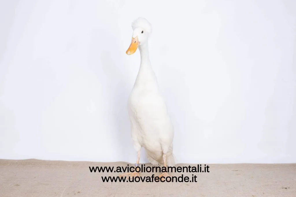 bali duck breed characteristics