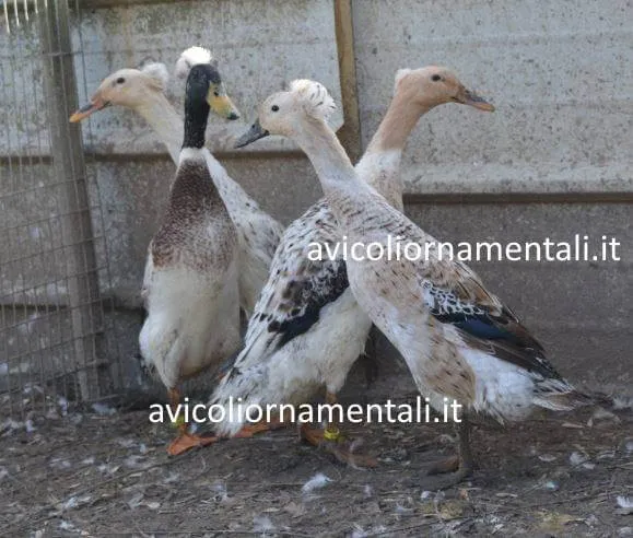 bali duck breed