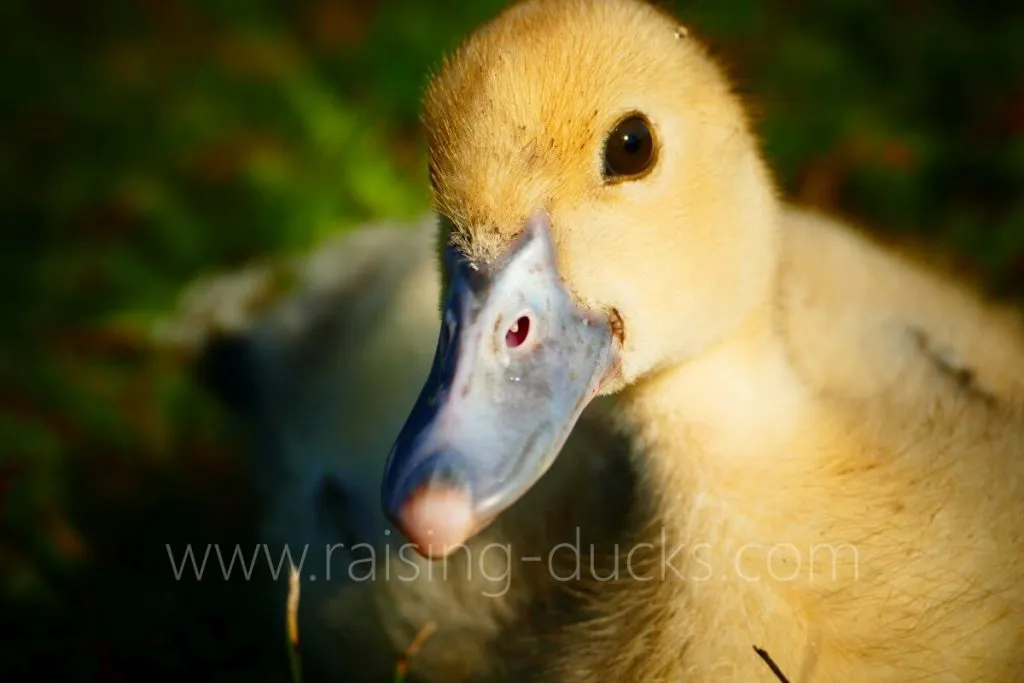 bill of female muscovy duck