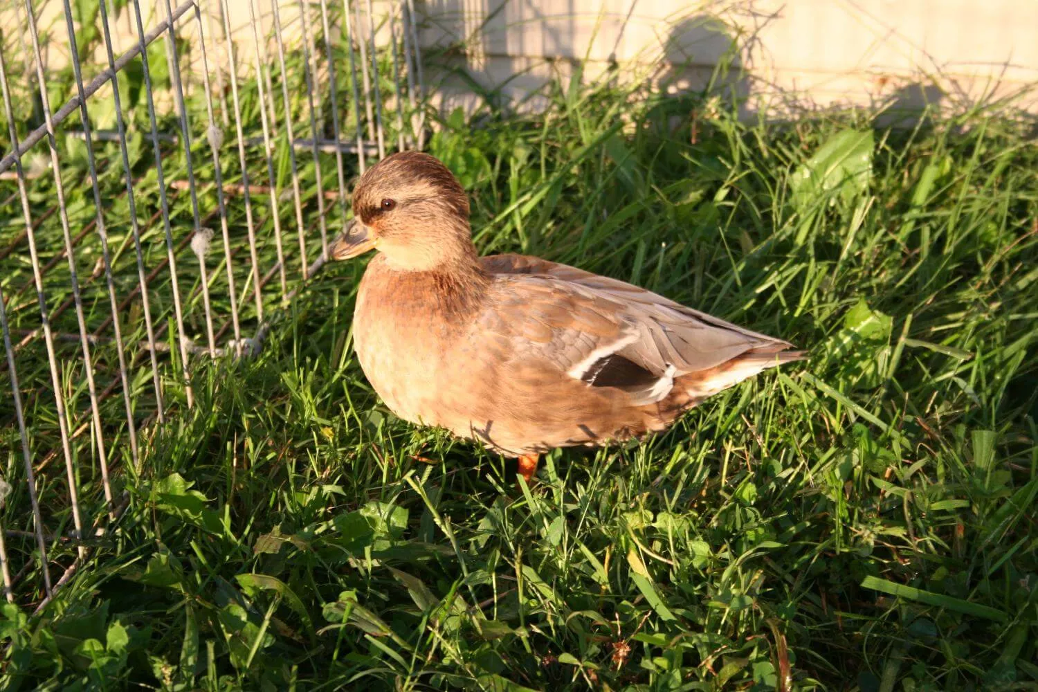 blue fawn female call