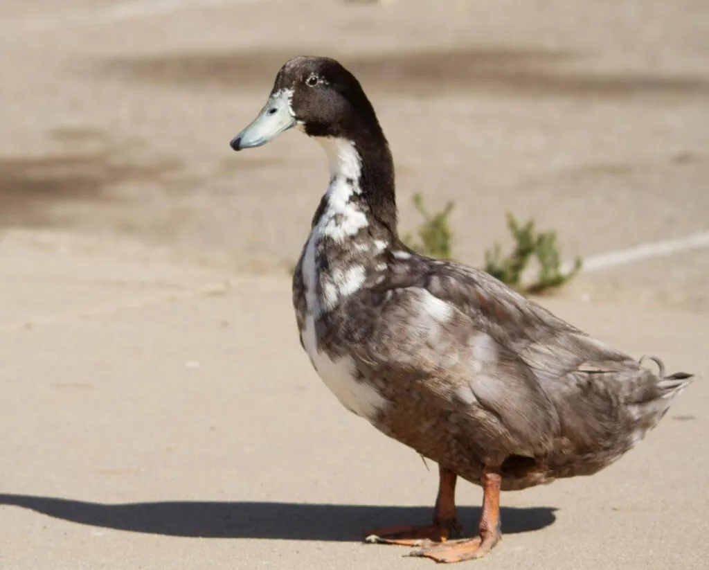 blue swedish duck