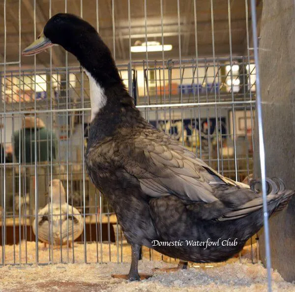 blue swedish duck breed