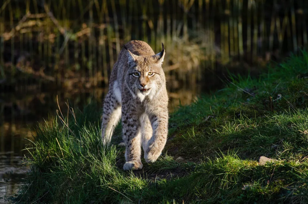 bobcat duck predator