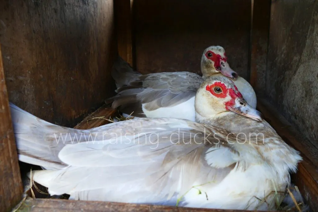 broody muscovy ducks