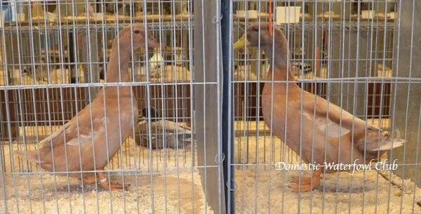 male and female buff orpington exhibition