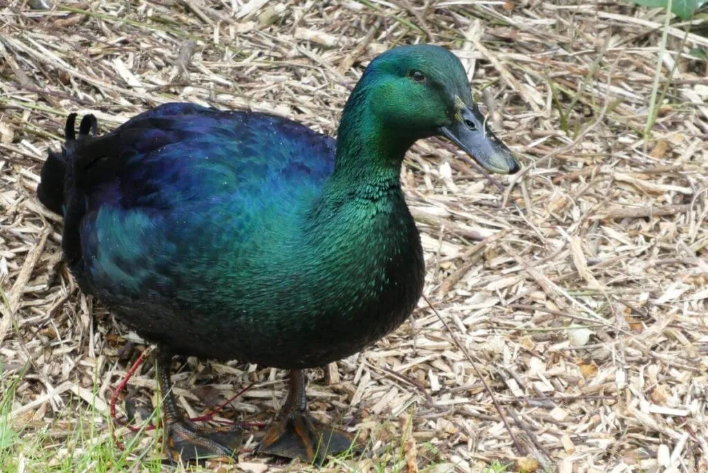 cayuga duck