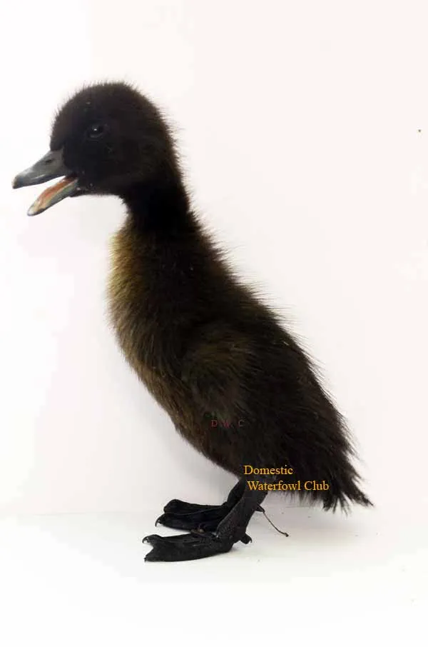 cayuga duckling