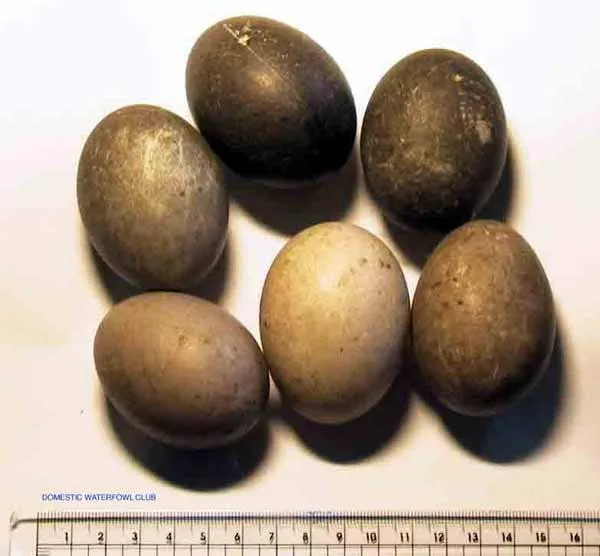 cayuga duck eggs