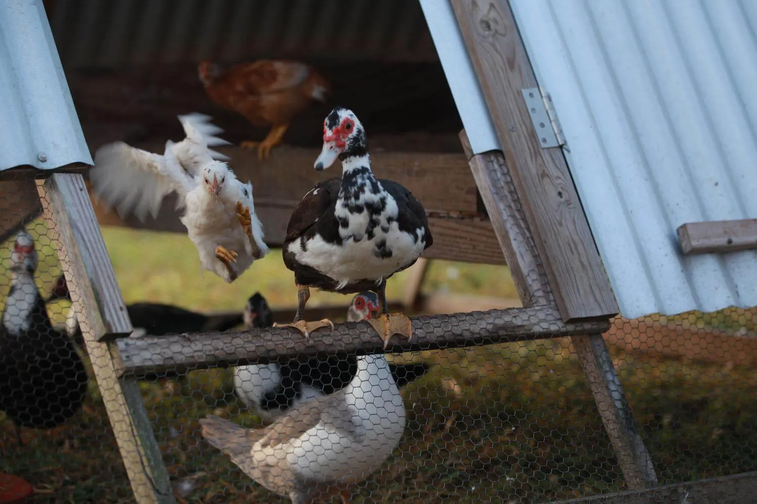 ducks and chickens jumping out of mobile coop