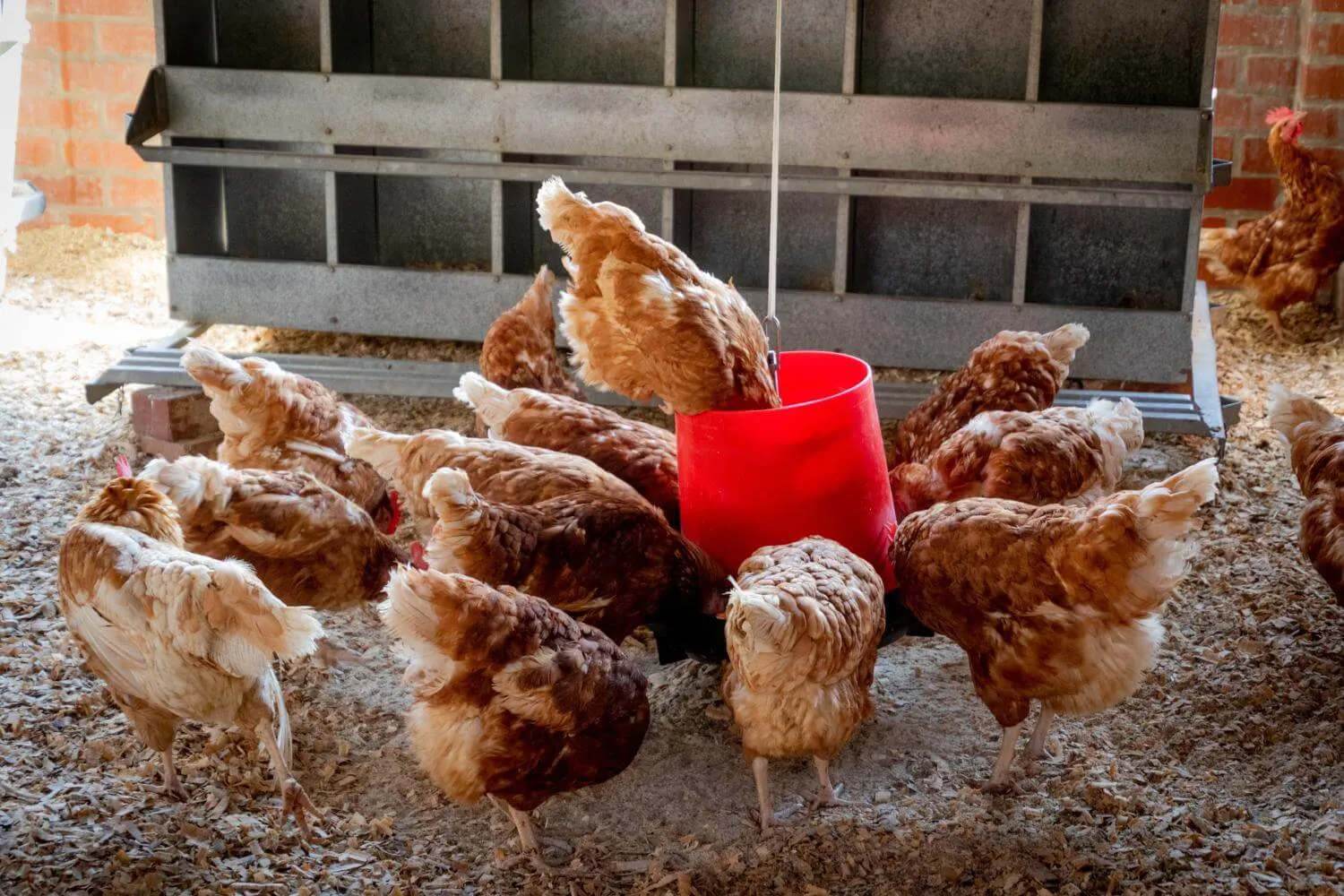 chickens eating in chicken coop with nest boxes