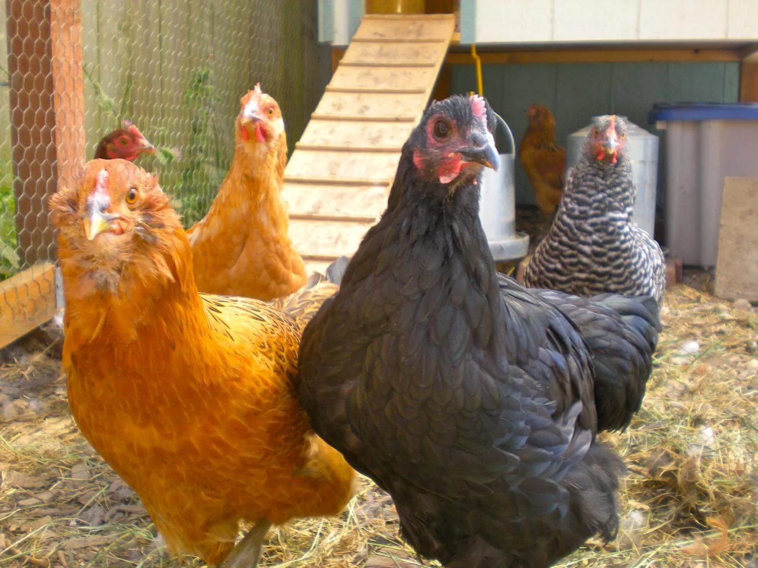 chickens in a coop with a ramp