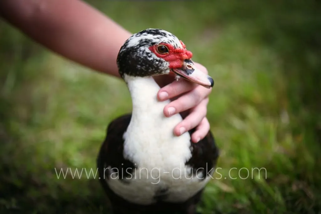 cute pet muscovy duck