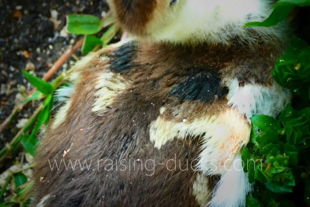 4-week-old female muscovy duckling wing feather growth