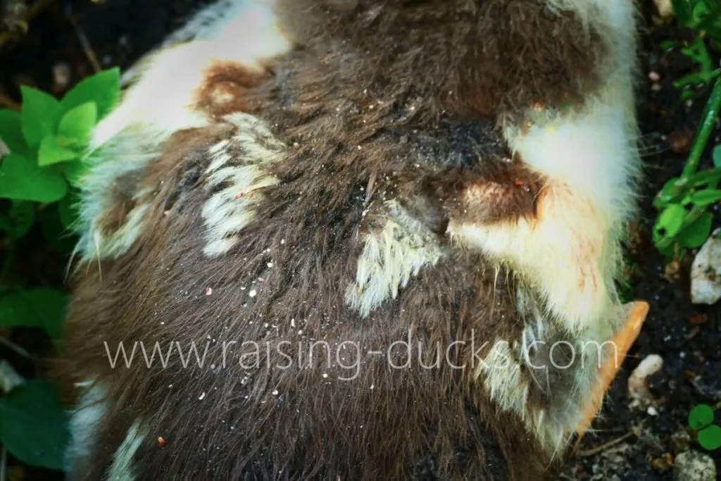 4-week-old female muscovy duckling wing feather growth