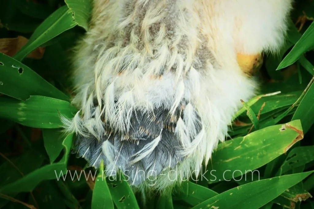 4-week-old female muscovy duckling tail feather growth