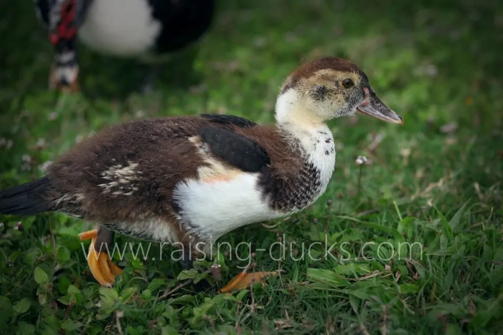 sexing muscovy ducklings 5-week-old female