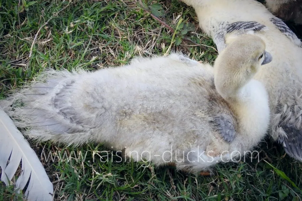 5-week-old male muscovy duckling