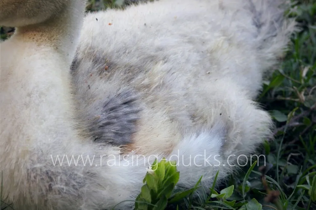 body and feathers of 5-week-old male muscovy duckling