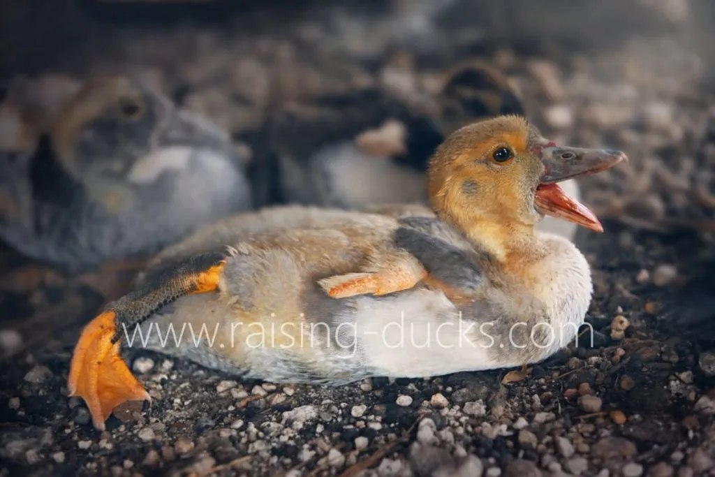 6-week old male muscovy duckling