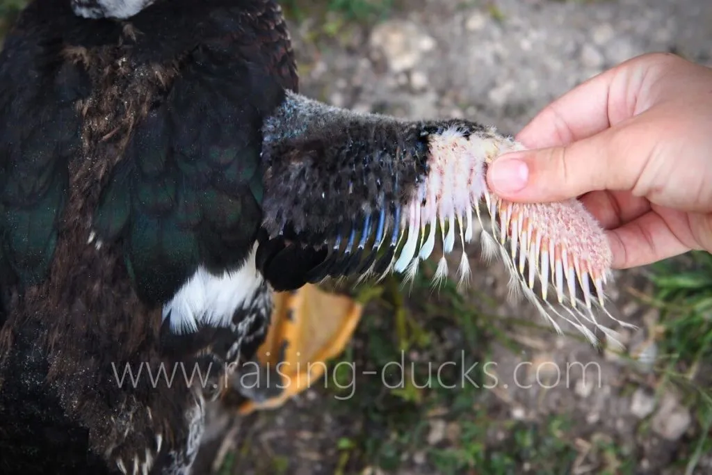 wing feathers 7-week-old female muscovy duckling