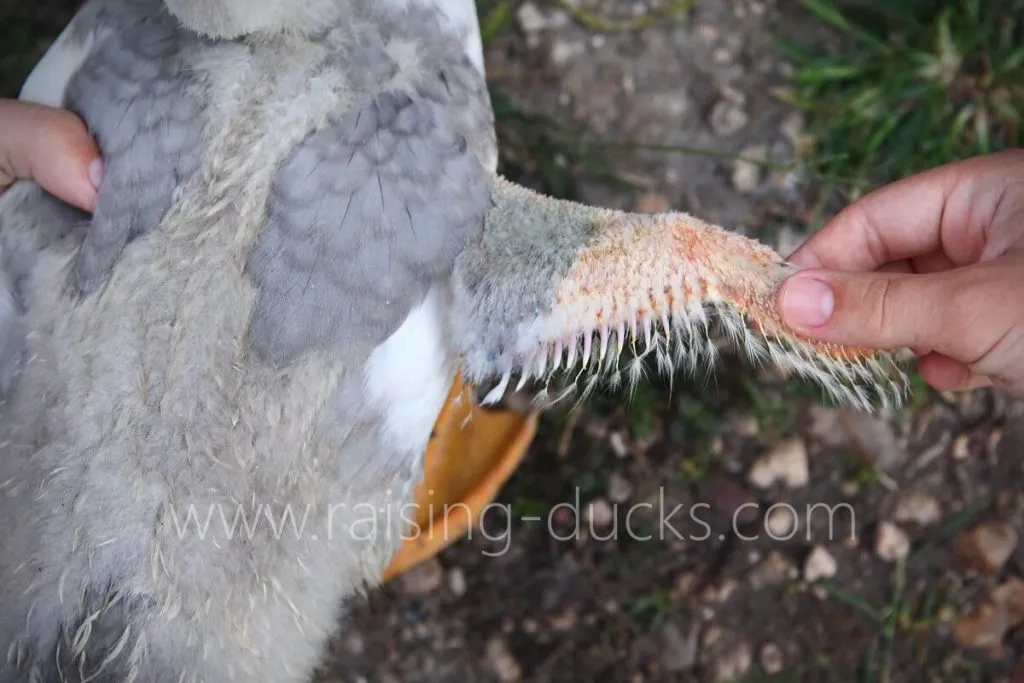 wing feathers 7-week-old male muscovy duckling