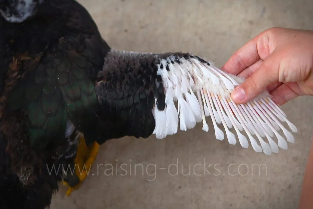 wing feathers 8-week-old female muscovy duckling