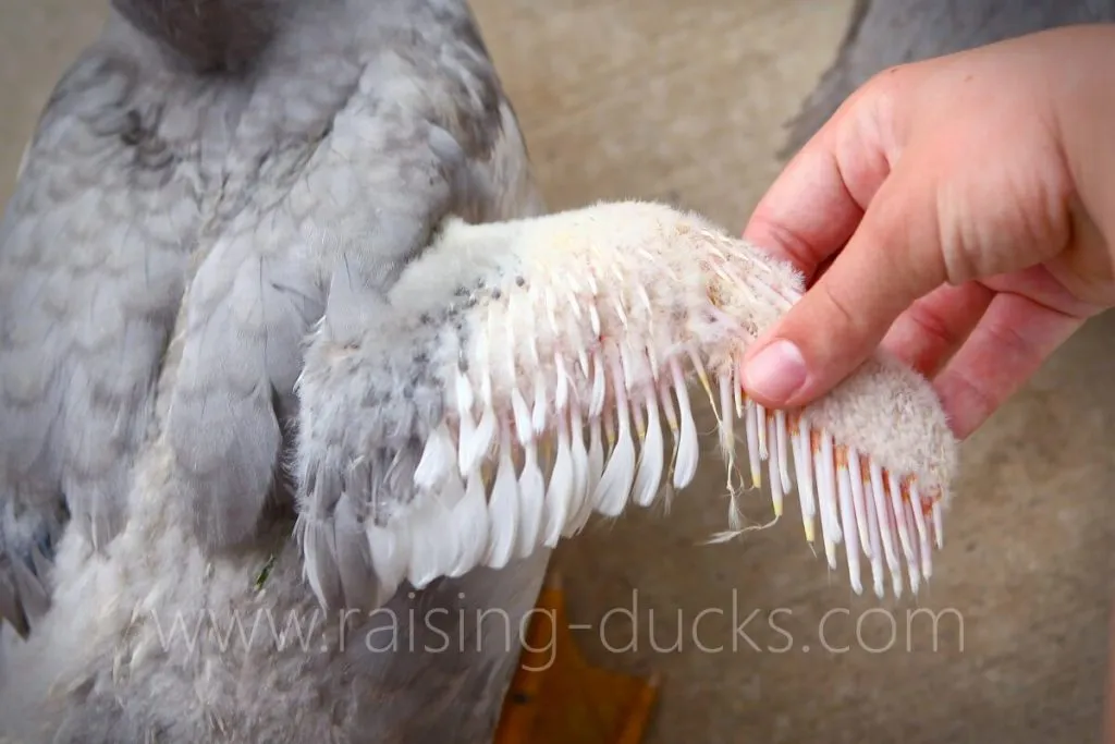 wing feathers 8-week-old male muscovy duck