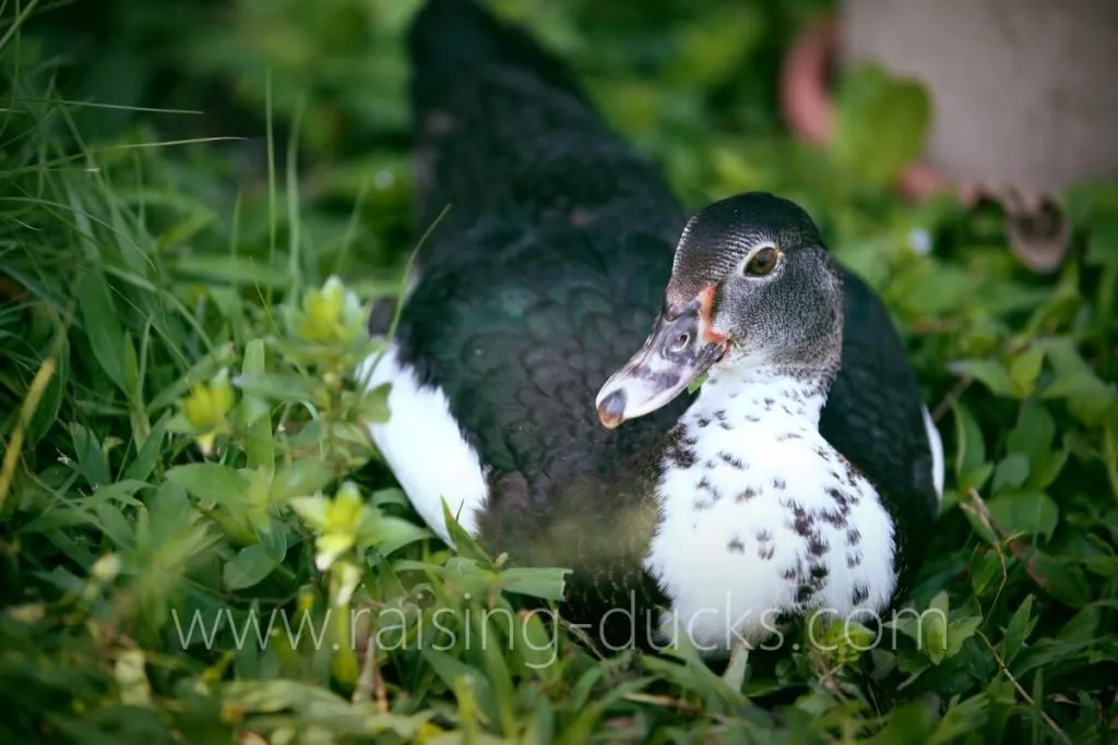 9-week-old female muscovy juvenile duck