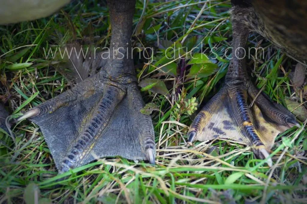 adult muscovy duck feet male vs female